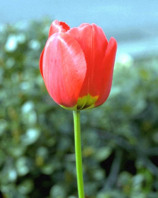 flowers1.jpg