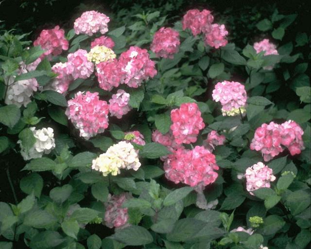 flowers2.jpg