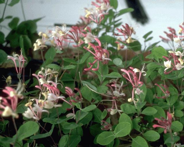 flowers3.jpg