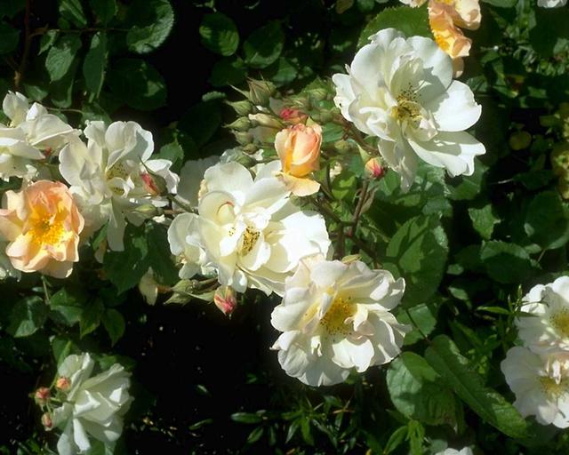 flowers4.jpg