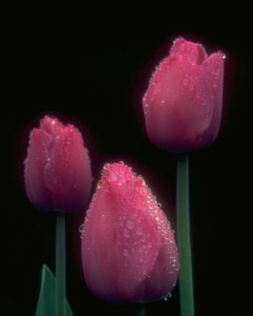 flowers5.jpg